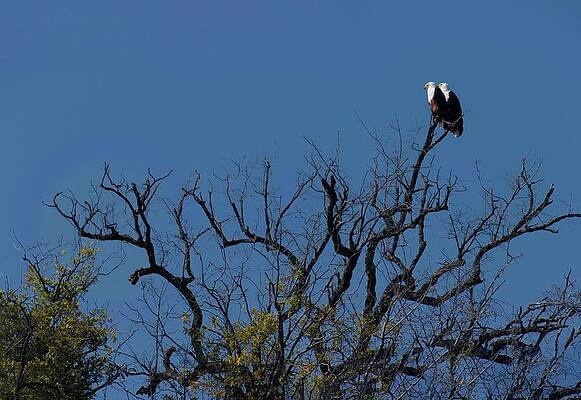 Wall Art - Photograph - Harmony of Chobe by Robert Grac