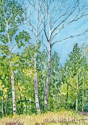 Hart Prairie Aspens by Gurukirn Khalsa Hart Prairie Aspens by Gurukirn Khalsa