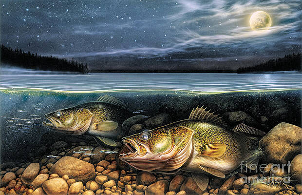 Fish Wall Decals - Brown Trout, Walleye, Yellow Perch, Northern