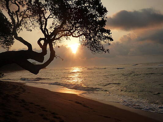 Hawaiin Sunrise by David Tomasek