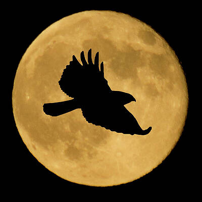 Hawk Flying By Full Moon by Shane Bechler Hawk Flying By Full Moon by Shane Bechler