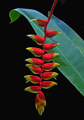 HELICONIA by Larry Linton HELICONIA by Larry Linton