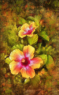 Photograph - Hello Hibiscus  by Debbie Smith