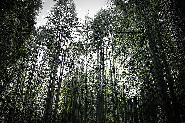 Henry Cowell by Robert Melvin Henry Cowell by Robert Melvin