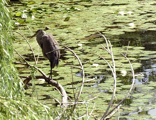 Heron on Dead Branch by Marcia Berg Haskell Heron on Dead Branch by Marcia Berg Haskell