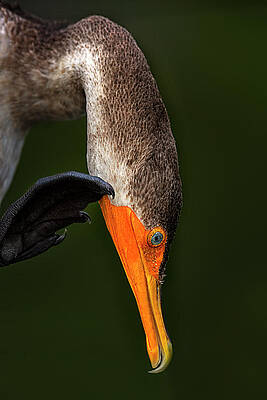 Hi... by Cyndy Doty
