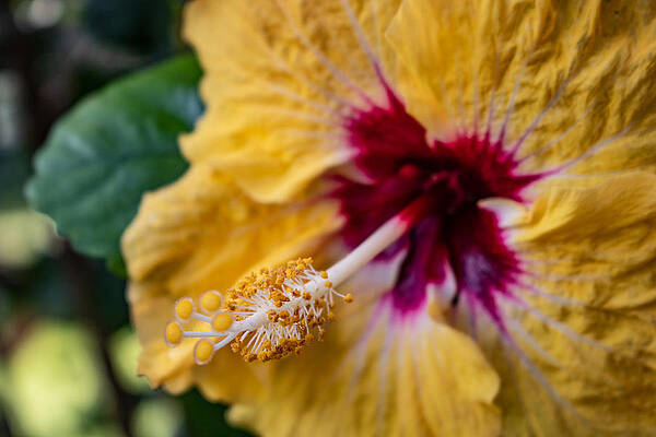 Hibiscus 2 by Martin Naugher Hibiscus 2 by Martin Naugher