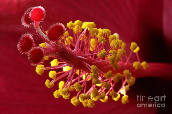 Hibiscus by Jens Degn Christiansen