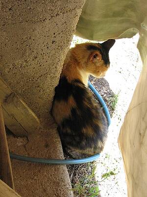 Hiding by Melissa Ouellet