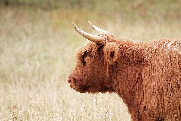 Highland Cow Profile by Steve McKinzie Highland Cow Profile by Steve McKinzie