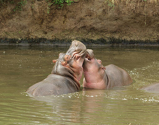 Hippo's kissing by Jeffrey Banke