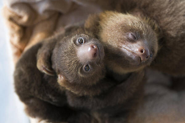 Wall Art - Photograph - Hoffmanns Two-toed Sloth Orphans Hugging by Suzi Eszterhas