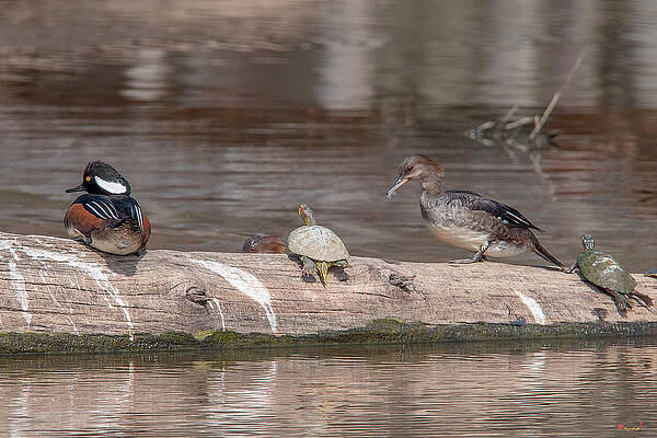 Wall Art - Photograph - Hooded Merganser Pair Resting DWF0175 by Gerry Gantt