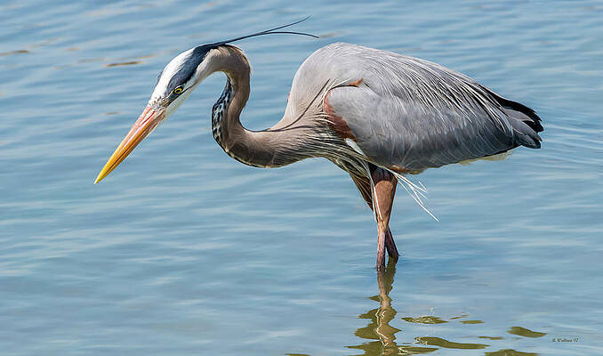Wall Art - Photograph - Hooper's Island - Great Blue Heron by Brian Wallace