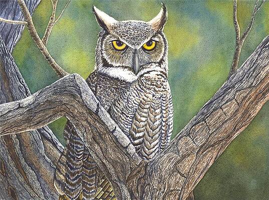 Wall Art - Painting - Hooter by Catherine G McElroy