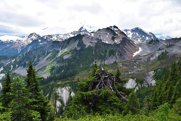 Wall Art - Photograph - Granite Peaks and Green Fir Trees by Tom Cochran