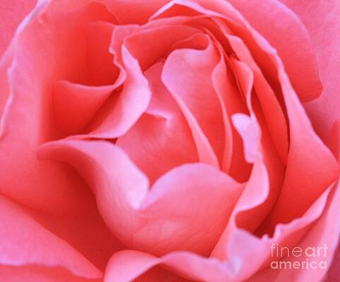 Hot Pink Petals by Jean Clarke Hot Pink Petals by Jean Clarke