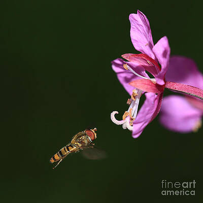 Wall Art - Photograph - Hoverfly in flight by Maria Gaellman