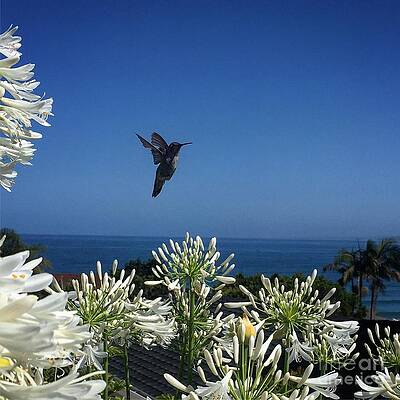Hummer by Eric Suchman Hummer by Eric Suchman