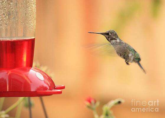 Hummingbird and Feeder by Carol Groenen Hummingbird and Feeder by Carol Groenen