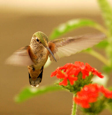 Hummingbird by Don Wolf Hummingbird by Don Wolf