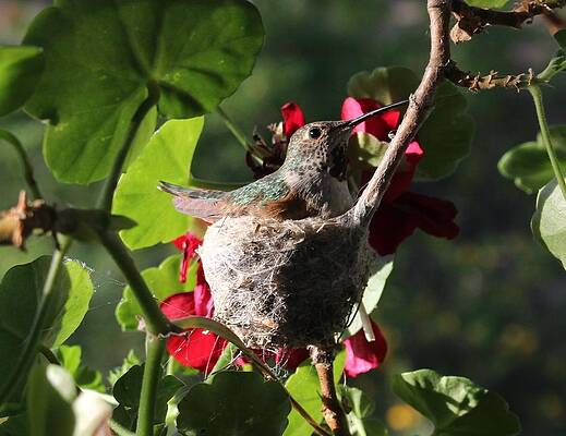 Hummingbird Mother on her Nest by Michelle McCoy