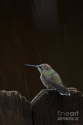 Wall Art - Photograph - Hummingbird Rain by Christy Garavetto
