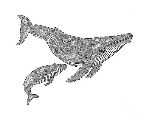 Wall Art - Drawing - Humpback and Calf by Carol Lynne