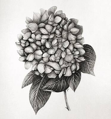 Realistic Flower Drawings Fine Art America Can you produce according to the samples9 a: realistic flower drawings fine art