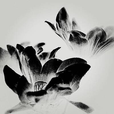 Wall Art - Photograph - I Edited This Photo Beyond Recognition! by Jesse Vargas
