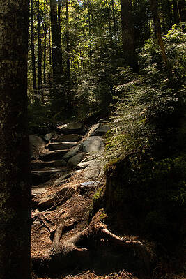 Wall Art - Photograph - I Will Light Your Way by Holly Ross
