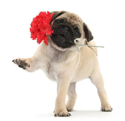 Wall Art - Photograph - I Wuff You Pug Pup by Warren Photographic