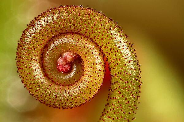 Wall Art - Photograph - In a Twirl by Sharon Johnstone