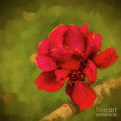 In Bloom by Dave Bosse In Bloom by Dave Bosse