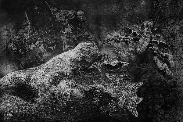 Wall Art - Photograph - In Wooded Places by Sue Capuano