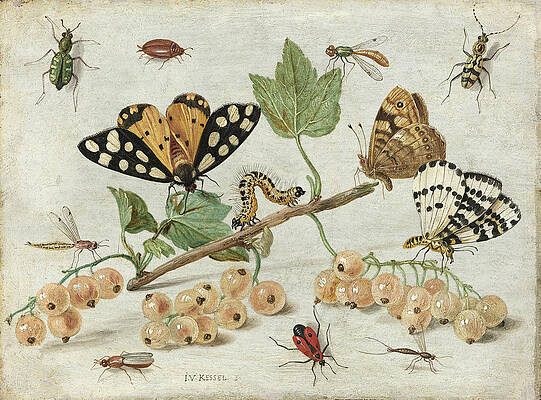Insects And Fruit Print by Jan van Kessel the Elder