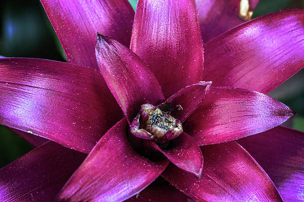 Wall Art - Photograph - Intimate Macro by John Haldane