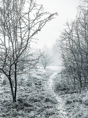 Wall Art - Photograph - Into the Mist by Nick Bywater