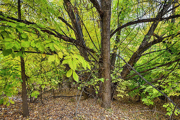 Wall Art - Photograph - Into The Woods by James BO Insogna