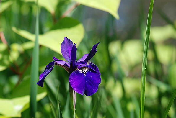 Wall Art - Photograph - Iris Cultivar by Ee Photography