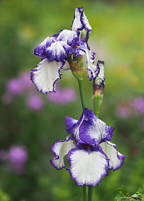 Wall Art - Photograph - Iris Loop the Loop  by Rona Black