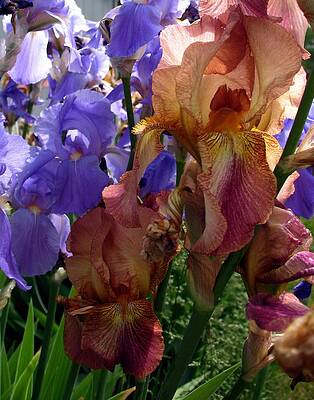 Irises by Suzanne Tuma