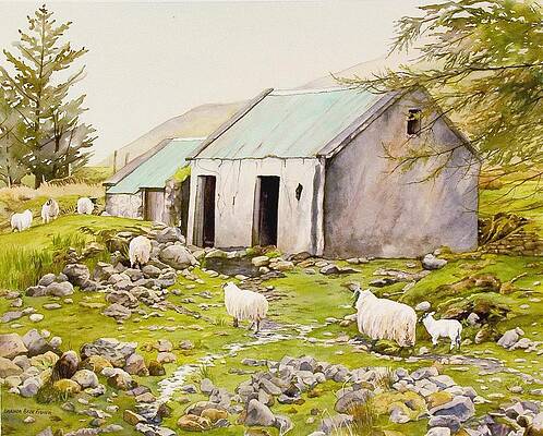 Irish Sheep Paintings Fine Art America
