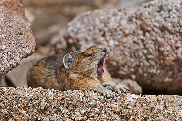 It's Been a Long Day by Gary Lengyel It's Been a Long Day by Gary Lengyel