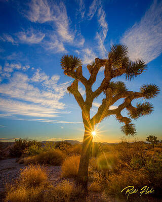 Wall Art - Photograph - Joshua Eclipse by Rikk Flohr