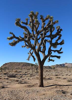Wall Art - Photograph - Joshua Tree  by Christy Pooschke