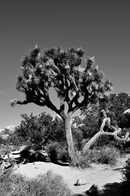 Wall Art - Photograph - Joshua Tree I B/W by Ryan A Lubit