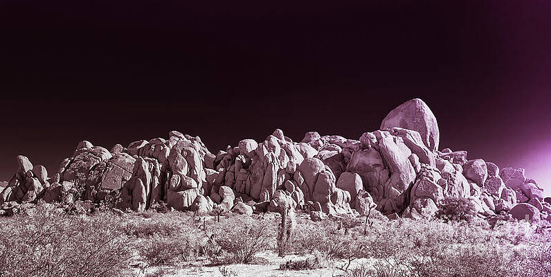 Wall Art - Photograph - Joshua Tree Moonscape by Blake Webster