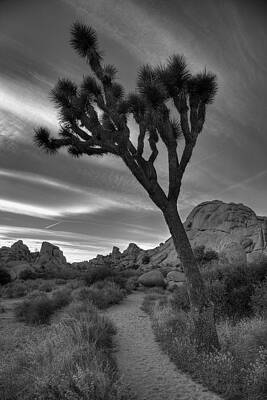 Wall Art - Photograph - Joshua Tree Path by Peter Tellone