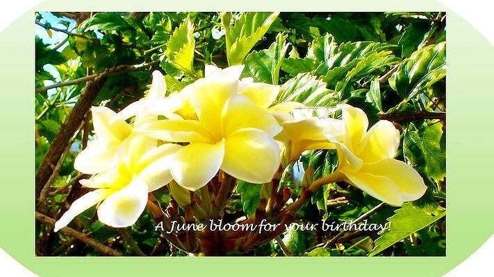 June bloom-Plumeria by Sharon Bock June bloom-Plumeria by Sharon Bock